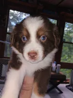 Poppy , a female Australian Shepherd for sale in Grasston, MN – 1 of 9