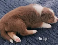 Ridge, a male Australian Shepherd for sale in Grasston, MN – 2 of 9