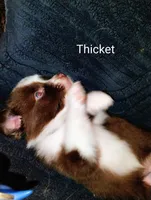 Thicket , a male Australian Shepherd for sale in Grasston, MN – 4 of 9