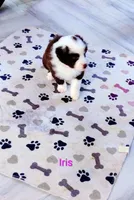 Iris, a female Australian Shepherd for sale in Grasston, MN – 3 of 9
