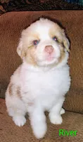 River, a male Australian Shepherd for sale in Grasston, MN – 2 of 8