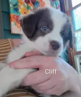 Cliff, a male Australian Shepherd for sale in Grasston, MN – 9 of 9