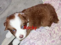 Rocky, a male Australian Shepherd for sale in Grasston, MN – 4 of 9