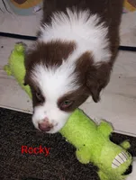 Rocky, a male Australian Shepherd for sale in Grasston, MN – 6 of 10