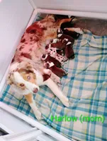 Poppy , a female Australian Shepherd for sale in Grasston, MN – 7 of 9