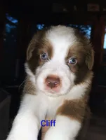 Cliff, a male Australian Shepherd for sale in Grasston, MN – 2 of 10