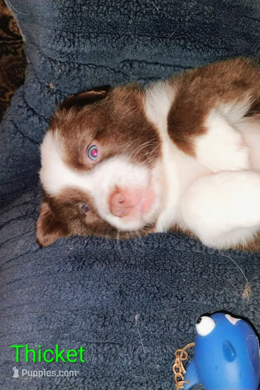 Thicket  – Australian Shepherd puppy for sale in Grasston, MN