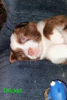 Thicket , a male Australian Shepherd for sale in Grasston, MN – 1 of 9