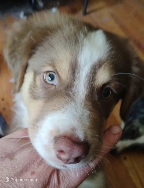 Ridge – Australian Shepherd puppy for sale in Grasston, MN