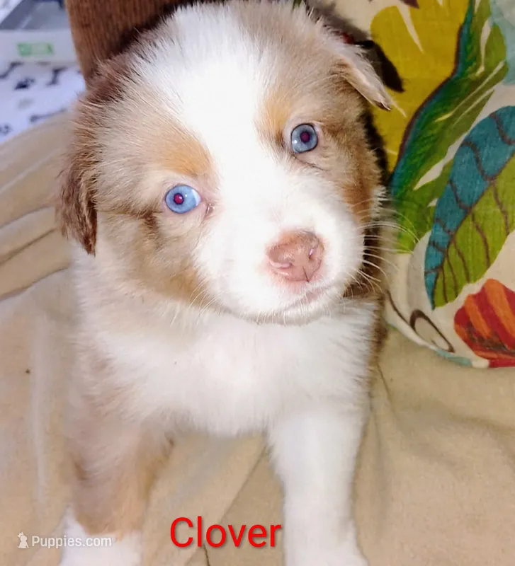Clover 🍀 – Australian Shepherd puppy for sale in Grasston, MN