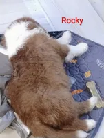Rocky, a male Australian Shepherd for sale in Grasston, MN – 8 of 10