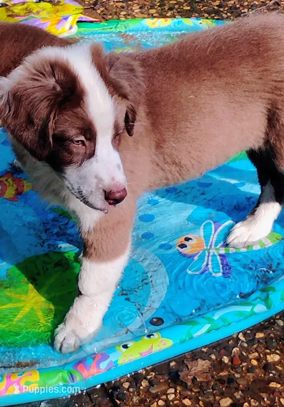 Cliff – Australian Shepherd puppy for sale in Grasston, MN