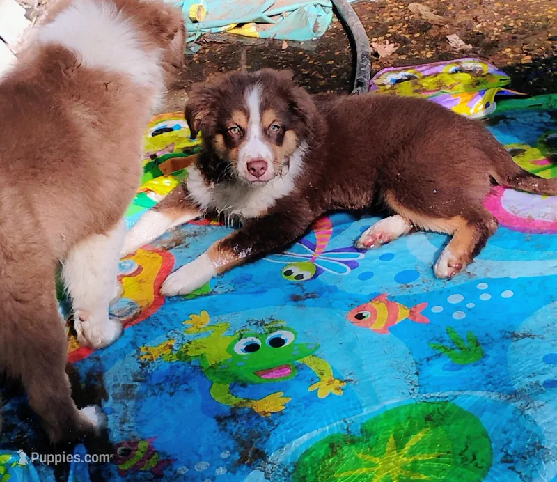 Summit  – Australian Shepherd puppy for sale in Grasston, MN