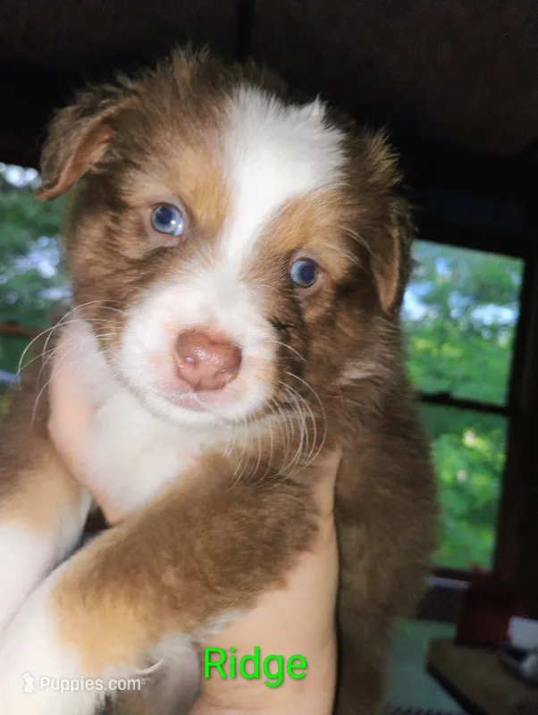 Ridge – Australian Shepherd puppy for sale in Grasston, MN
