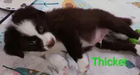 Thicket , a male Australian Shepherd for sale in Grasston, MN – 5 of 8