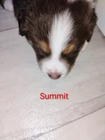 Summit , a male Australian Shepherd for sale in Grasston, MN – 3 of 9