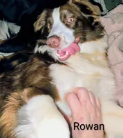 Cliff, a male Australian Shepherd for sale in Grasston, MN – 6 of 10