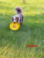 Meadow , a female Australian Shepherd for sale in Grasston, MN – 6 of 8