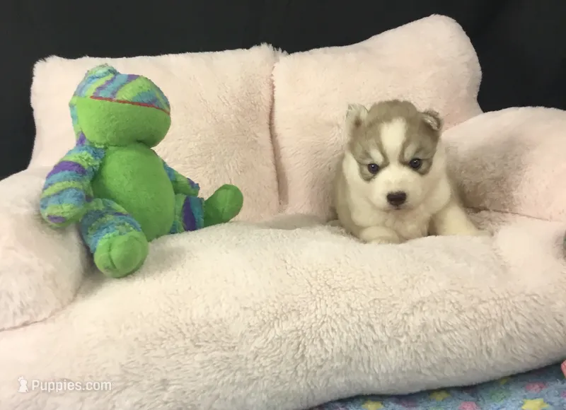 Julie 02 – Siberian Husky puppy for sale in Prairie du Rocher, IL