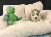Julie 02, a female Siberian Husky for sale in Prairie du Rocher, IL – 1 of 5