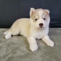 Julie's Girl#2, a female Siberian Husky for sale in Prairie du Rocher, IL – 4 of 7