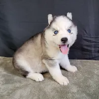 Julie’s Boy#2, a male Siberian Husky for sale in Prairie du Rocher, IL – 5 of 9