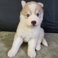 Julie's Girl#2, a female Siberian Husky for sale in Prairie du Rocher, IL – 3 of 7
