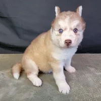 Julie's Boy #1, a male Siberian Husky for sale in Prairie du Rocher, IL – 3 of 9
