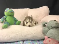 Julie 01, a male Siberian Husky for sale in Prairie du Rocher, IL – 2 of 6