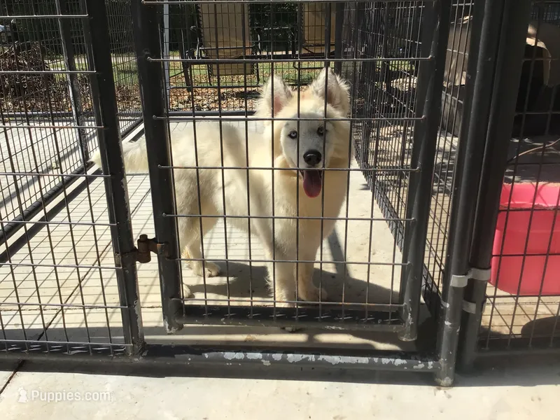 Julie’s Boy#2 – Siberian Husky puppy for sale in Prairie du Rocher, IL