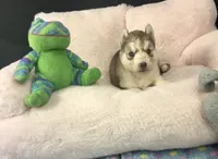 Julie 01, a male Siberian Husky for sale in Prairie du Rocher, IL – 1 of 6