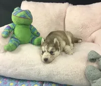 Julie 01, a male Siberian Husky for sale in Prairie du Rocher, IL – 5 of 6