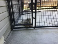 Julie 01, a female Siberian Husky for sale in Prairie du Rocher, IL – 2 of 4