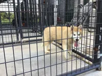 Julie's Boy #1, a male Siberian Husky for sale in Prairie du Rocher, IL – 8 of 10