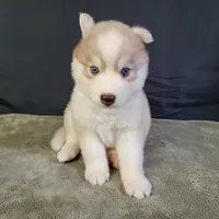 Julie's Girl#2, a female Siberian Husky for sale in Prairie du Rocher, IL – 7 of 7