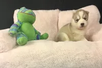 Julie 02, a female Siberian Husky for sale in Prairie du Rocher, IL – 3 of 5