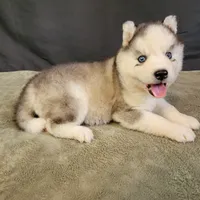 Julie’s Boy#2, a male Siberian Husky for sale in Prairie du Rocher, IL – 7 of 9