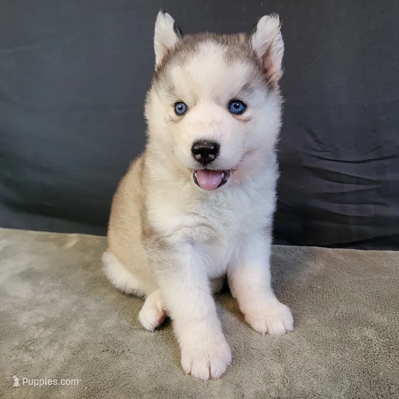 Julie's Girl#1 – Siberian Husky puppy for sale in Prairie du Rocher, IL