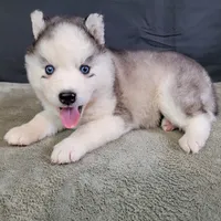Julie’s Boy#2, a male Siberian Husky for sale in Prairie du Rocher, IL – 4 of 9