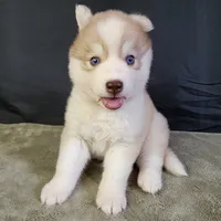 Julie's Girl#2, a female Siberian Husky for sale in Prairie du Rocher, IL – 5 of 7
