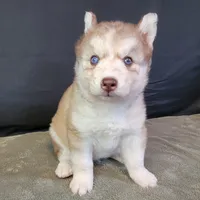 Julie's Boy #1, a male Siberian Husky for sale in Prairie du Rocher, IL – 6 of 9