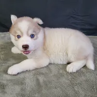 Julie's Girl#2, a female Siberian Husky for sale in Prairie du Rocher, IL – 6 of 7