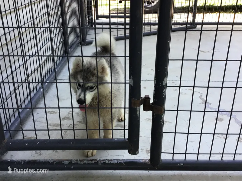Julie 01 – Siberian Husky puppy for sale in Prairie du Rocher, IL