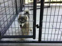 Julie 01, a female Siberian Husky for sale in Prairie du Rocher, IL – 1 of 4