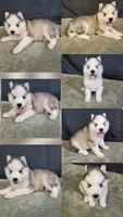 Julie’s Boy#2, a male Siberian Husky for sale in Prairie du Rocher, IL – 1 of 1