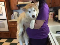 Julie's Boy #1, a male Siberian Husky for sale in Prairie du Rocher, IL – 10 of 10