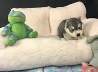 Julie 03, a female Siberian Husky for sale in Prairie du Rocher, IL – 3 of 6