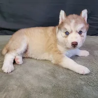 Julie's Boy #1, a male Siberian Husky for sale in Prairie du Rocher, IL – 7 of 9