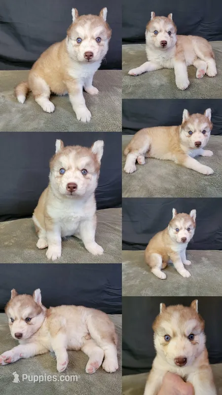 Julie 01 – Siberian Husky puppy for sale in Prairie du Rocher, IL