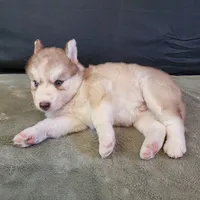 Julie's Boy #1, a male Siberian Husky for sale in Prairie du Rocher, IL – 4 of 9